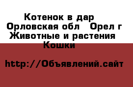 Котенок в дар. - Орловская обл., Орел г. Животные и растения » Кошки   